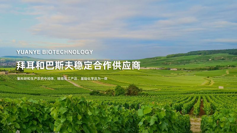 CDMO研发外包公司排名背后的考量因素